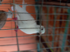 Australian Dove